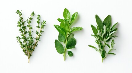Obraz premium Three sprigs of fresh herbs on white background