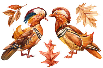 Hand-painted watercolor mandarin ducks with autumn leaves isolated on white background for nature-themed, creative decor