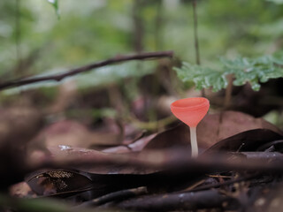 Fungi Cup or Pink burn cup in the forest. Colors of the rainy season