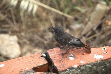 ave rabirruivo preto  -  Phoenicurus ochruros