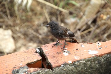 ave rabirruivo preto  -  Phoenicurus ochruros