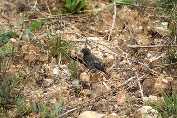 ave rabirruivo preto  -  Phoenicurus ochruros