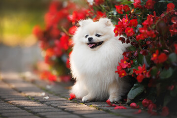 cpomeranian spitz dog posing with blooming red vivid flowers in a summer park