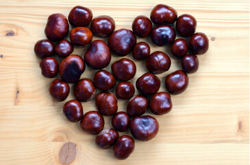 Horse Chestnuts (Aesculus hippocastanum) with chestnut leaves, seeds and capsules