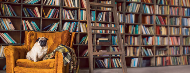 Funny pug dog sitting at orange chair in the library library with many bookshelves. Long horizontal banner. Book lover pet