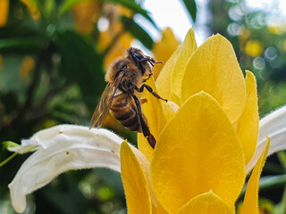  Bee, Apis mellifera in macro photo on flower of Justicia Brandegeeana and garden background