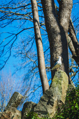 swallow on the stone