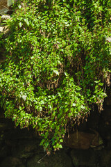 water drops in the grotto