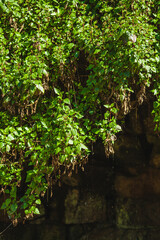 water drops in the grotto