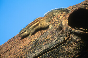 écureuil palmiste, Funambulus palmarum , Inde