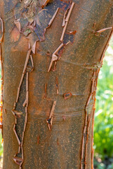 Erable gris, Acer griseum, Ecorce