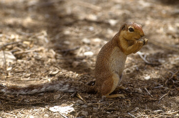 Spermophile, Citellus townsendi, Kenya
