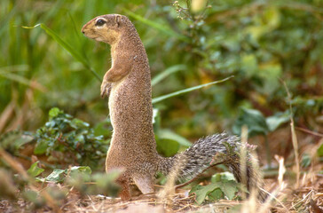 Spermophile, Citellus townsendi, Kenya