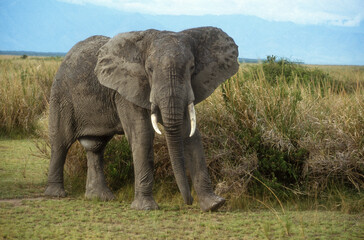 Fototapeta premium Eléphant d'Afrique, Loxodonta africana,. Parc national de la Rwindi, République Démocratique du Congo