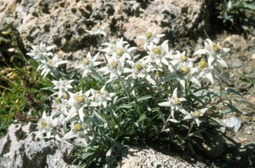 édelweiss, leontopodium nivale subsp. alpinum, 