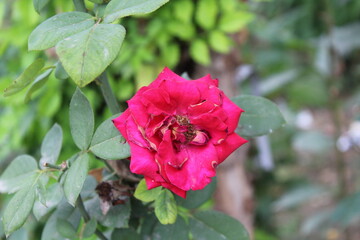 Fototapeta premium Beautiful summer Garden Rose blooming in a garden.