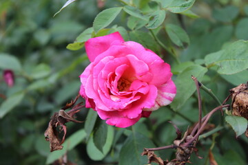 Beautiful summer Garden Rose blooming in a garden.