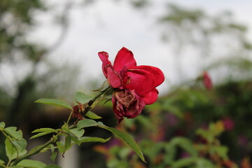 Beautiful summer Garden Rose blooming in a garden.