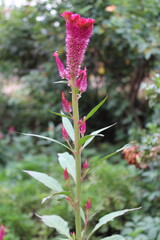 Celosia argentea, Silver cock's comb or cockscomb