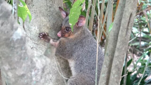 common brushtail possom hanging on a tree, seen in Auckland Domain Park, Auckland , New Zealand