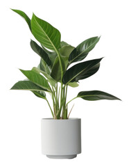 PNG Houseplant leaf vase freshness.