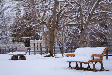 Winter forest landscape. Tall trees under snow cover. Snow covered trees and benches in the city park.