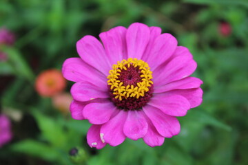 Zinnia haageana Regel or Zinnia elegans flowers