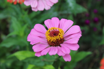 Obraz premium Zinnia haageana Regel or Zinnia elegans flowers