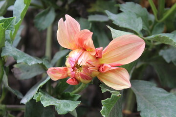 Dahlia flower blooming in a summer garden