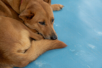 犬