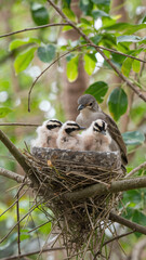  Mother Bird Nurturing Fluffy Chicks in Nest Among Green Leaves in a Forest Scene