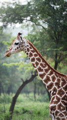 Majestic Giraffe with Spotted Pattern in Lush Green Forest Background
