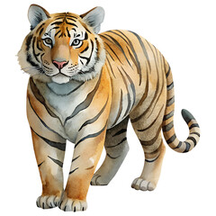 Obraz premium Watercolor hand drawn tiger isolate on transparency background