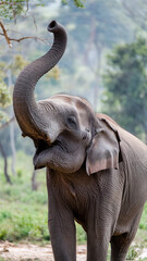 Obraz premium Majestic Gray Elephant Raising Trunk in Lush Green Forest Background