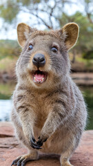 Obraz premium Adorable Quokka Smiling Cheerfully in Natural Woodland Habitat