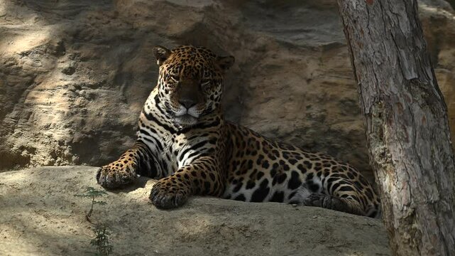 Beautiful rare young jaguar or leopard enjoy warmth of morning sun as he lounge on rocky cliffs surrounded by breathtaking wildlife scenery. 4k High Quality Raw Cinematic Slow motion wildlife video