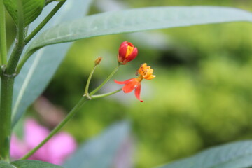 Mexican Butterfly Weed Plant or Asclepias curassavica