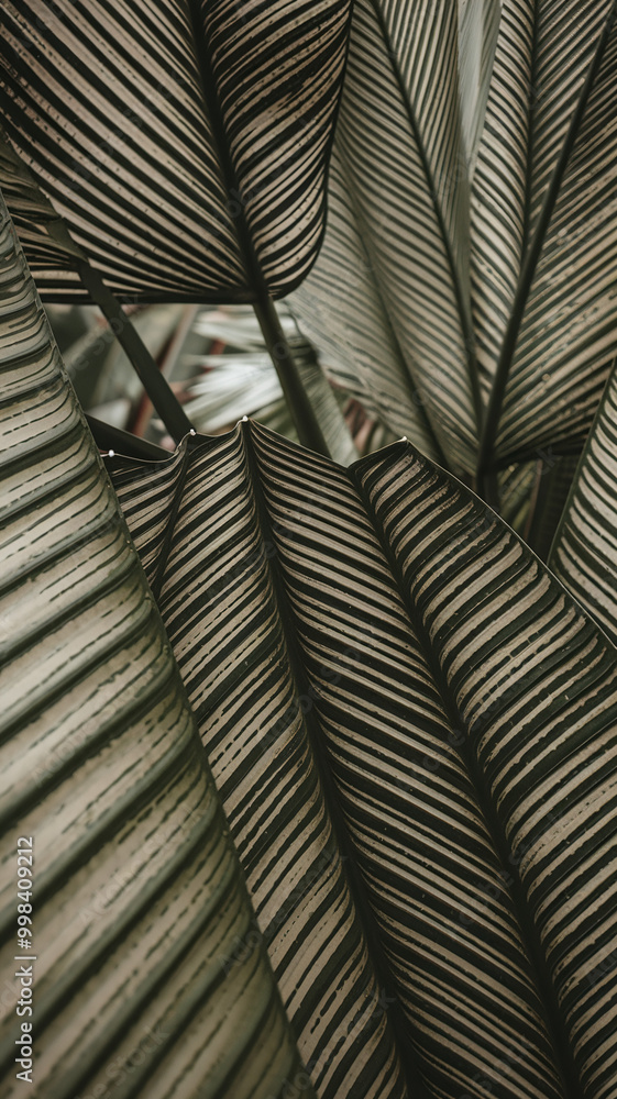 Poster close-up of striped green leaves with intricate patterns in lush foliage setting