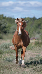 Obraz premium Majestic Chestnut Horse Running Freely in Lush Green Field on a Sunny Day