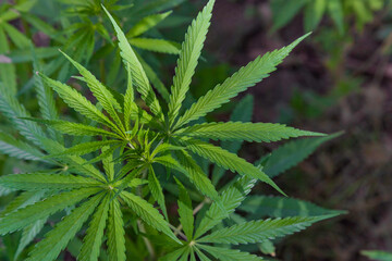 Cannabis leaf and marijuana plant. medical marijuana cannabis in haryana India.