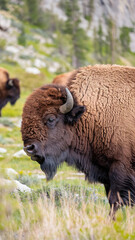 Fototapeta premium Majestic Bison Grazing in Lush Green Meadow with Rocky Mountain Backdrop