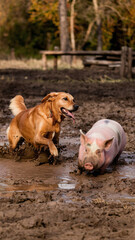 Fototapeta premium Golden Retriever and Piglet Enjoying Muddy Playtime in Rustic Autumn Forest