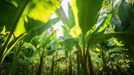 Obraz premium Sunlight filtering through lush banana plant leaves in a tropical forest during the morning hours