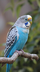 Obraz premium Vibrant Blue Parakeet Perched on Branch Against Natural Green Background