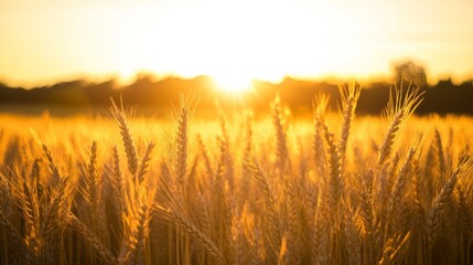 Fototapeta premium Golden Wheat Field at Sunrise