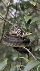  Majestic Green Tree Python Coiled on Branch in Lush Tropical Forest