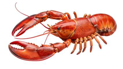 A lobster claw is isolated on a transparent background PNG.