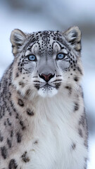 Obraz premium Majestic Snow Leopard with Striking Blue Eyes in Wintery Landscape