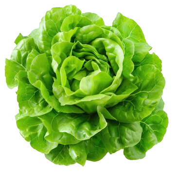 Close up of a butter lettuce head isolated on white background with slight shadows