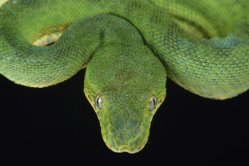 Portrait of an Emerald Tree Boa
